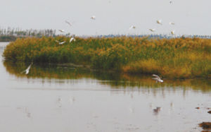 山東省海陽市小孩兒口國家城市濕地公園 山東省海陽市小孩兒口國家城市濕地公園