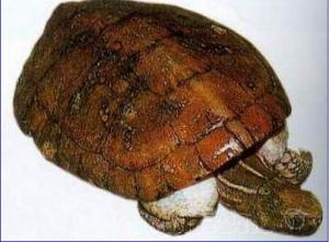 海南眼斑龜
