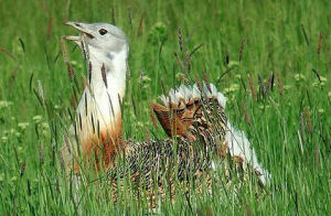 大鴇指名亞種 大鴇指名亞種