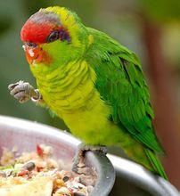 虹膜吸蜜鸚鵡指名亞種 虹膜吸蜜鸚鵡指名亞種