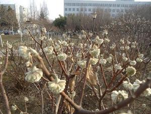 結香花[桃金孃目瑞香科植物]