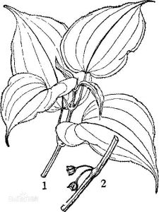 尖葉八蕊花 尖葉八蕊花