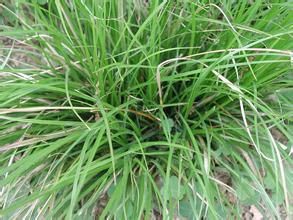 垂果苔草 垂果苔草