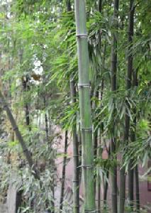高節竹 高節竹