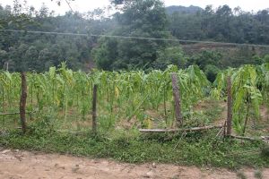 雞街子自然村 雞街子自然村