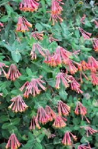 垂紅忍冬 垂紅忍冬