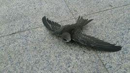 雲燕[傳說中的燕子]