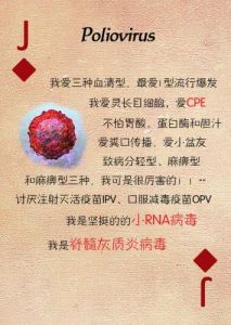 凡客體微生物撲克牌