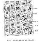 細胞有絲分裂 細胞有絲分裂