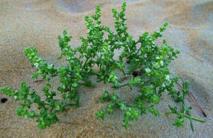 沿海車前 沿海車前