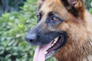 純種德國牧羊犬 純種德國牧羊犬