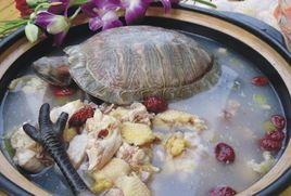 烏龜燉雞 烏龜燉雞