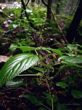 墨脫艾麻 墨脫艾麻