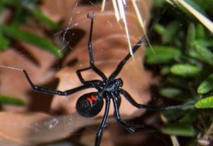 黑寡婦蜘蛛 黑寡婦蜘蛛