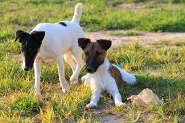 平毛獵狐梗 平毛獵狐梗