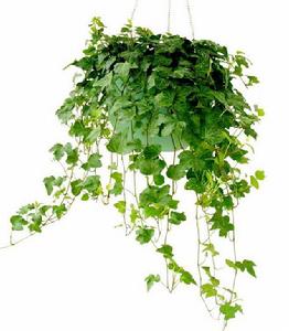 Hedera Hedera