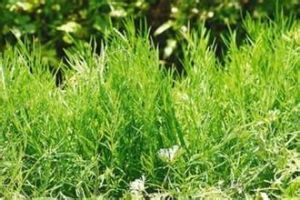 少花水芹 少花水芹