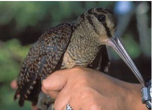 菲律賓丘鷸 菲律賓丘鷸