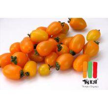 黃小番茄