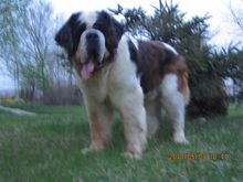St. Bernard (dog)