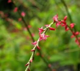 毛葉紅珠七（變種）