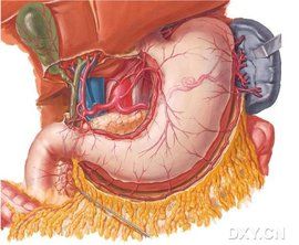 腹腔乾分支 腹腔乾分支