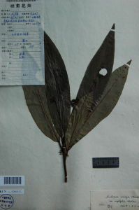 大葉百兩金 大葉百兩金