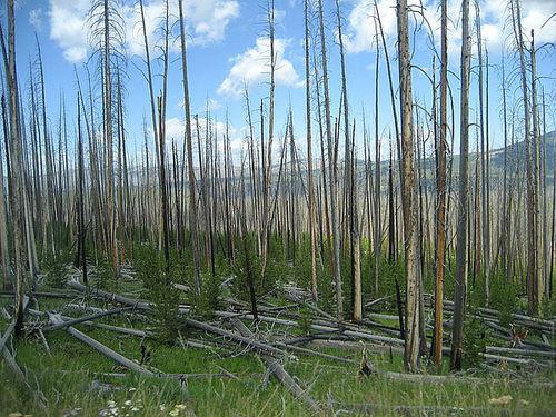 黃石公園大火後的新樹