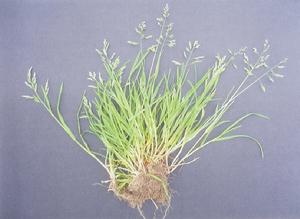 擬早熟禾 擬早熟禾