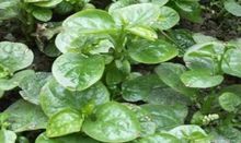 青梗落葵 青梗落葵