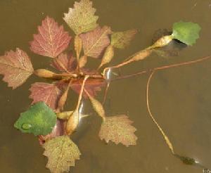 Trapa incisa Sieb. et Zucc. 四角刻葉菱