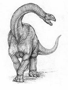 泰鳩敦龍 泰鳩敦龍