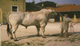 契安尼那牛 契安尼那牛