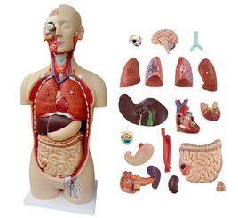 人體解剖模型 人體解剖模型