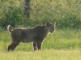 紅貓[貓科動物]