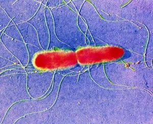 紅假單胞菌素 紅假單胞菌素