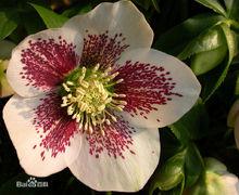 花語[用花表達的語言]