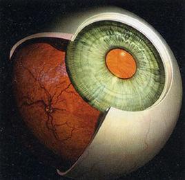 鞏膜病變 鞏膜病變