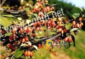 攀援胡頹子 攀援胡頹子