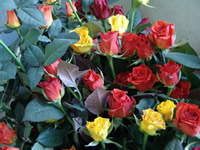 （圖）朝來農藝園