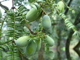 楓木寄生 楓木寄生