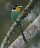 長尾闊嘴鳥 長尾闊嘴鳥