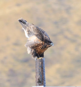 即將起飛的大鵟