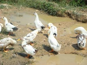 水塘自然村養殖業