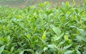 開化龍頂茶 開化龍頂茶