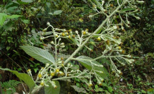 鋸葉千里光 鋸葉千里光