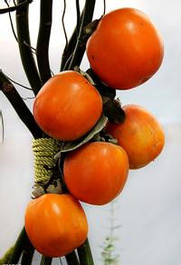 柿子[水果名稱]