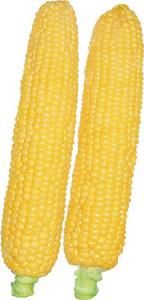 珠甜2號 珠甜2號