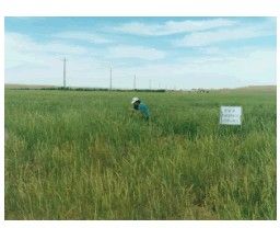 沙蘆草(原變種) 沙蘆草(原變種)