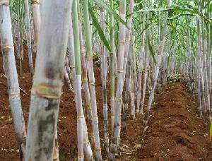 （圖）甘蔗種植